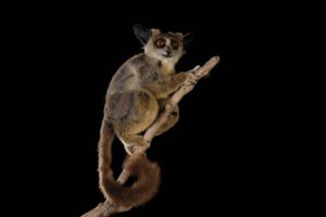 Galago-du-Senegal