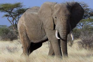 african-elephant