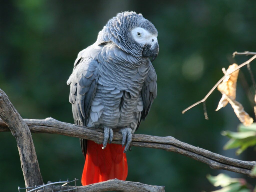 african-grey-parrot