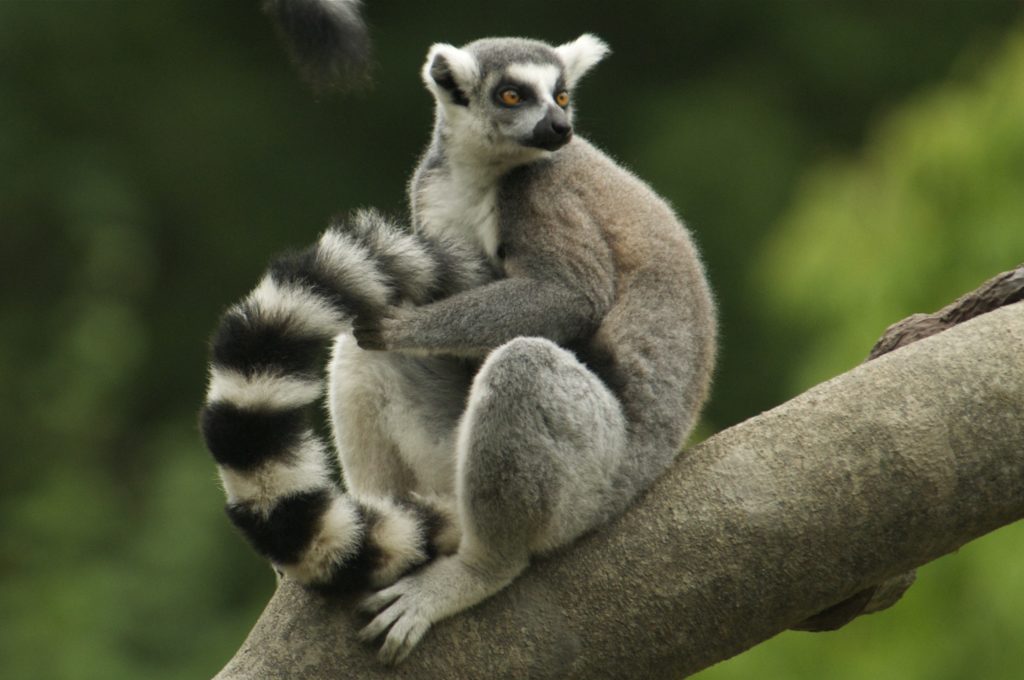 anointing-the-tail-to-prepare-for-a-stink-fight