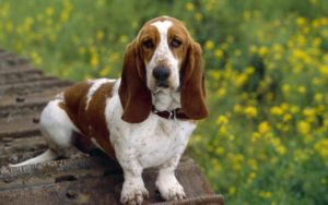 basset-hound