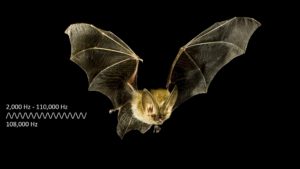 bat-hearing-range