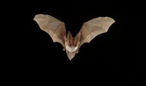 big-eared-bat