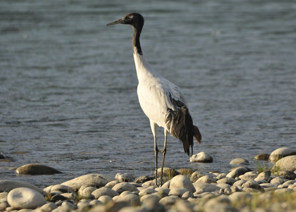 black-necked-crane