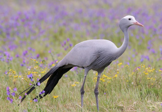 blue-crane