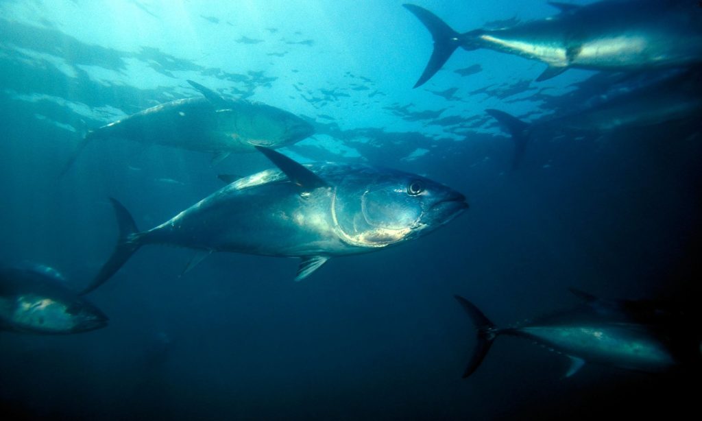 bluefin-tuna