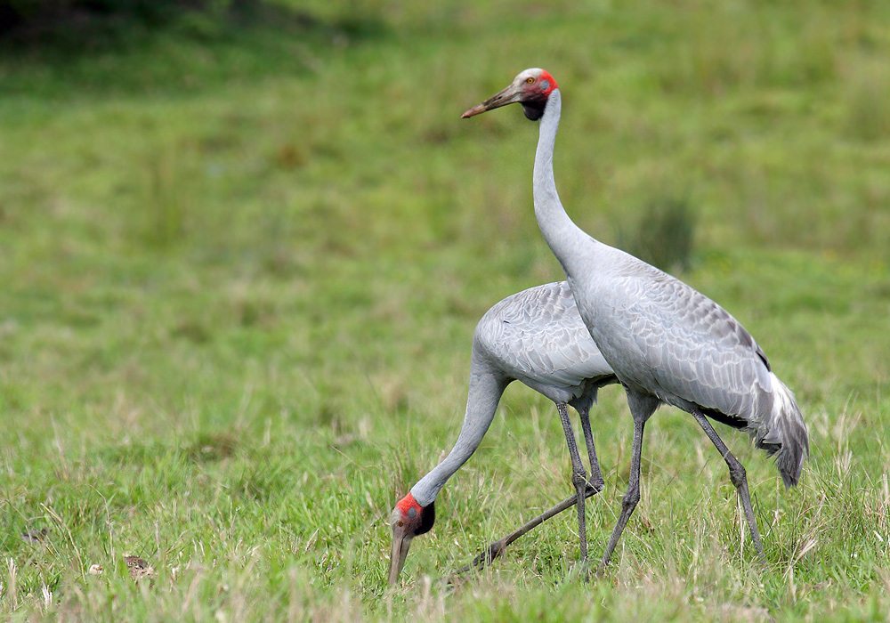 brolga-crane