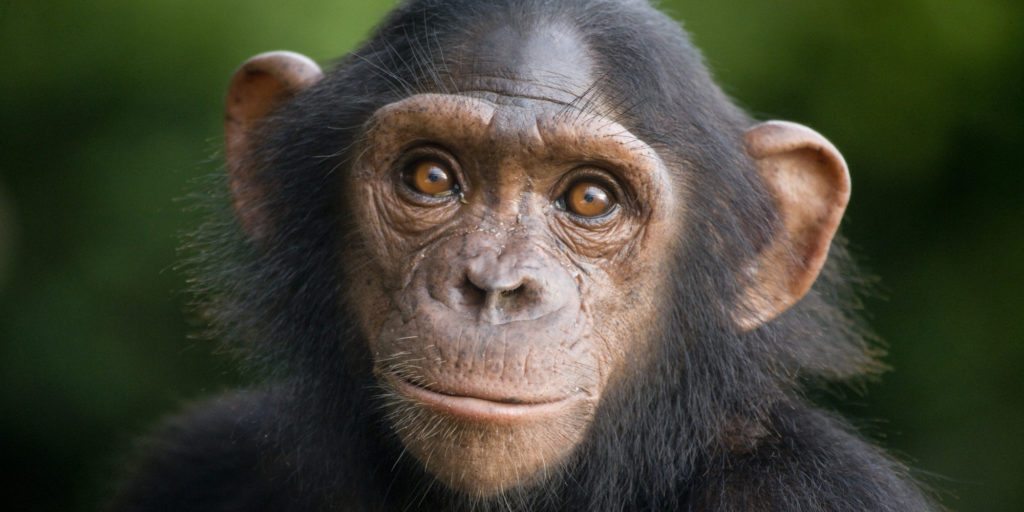 chimpanzee-main