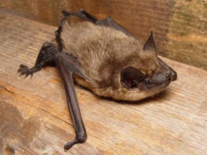 christmas-island-pipistrele