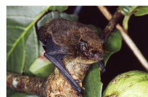christmas-island-pipistrele-3jpg