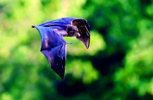 christmas-island-pipistrele-4jpg