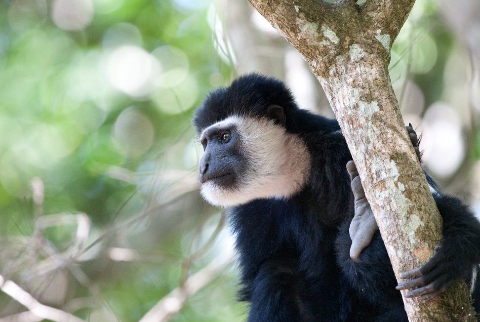 colobus-monkey