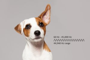 dog-hearing-range