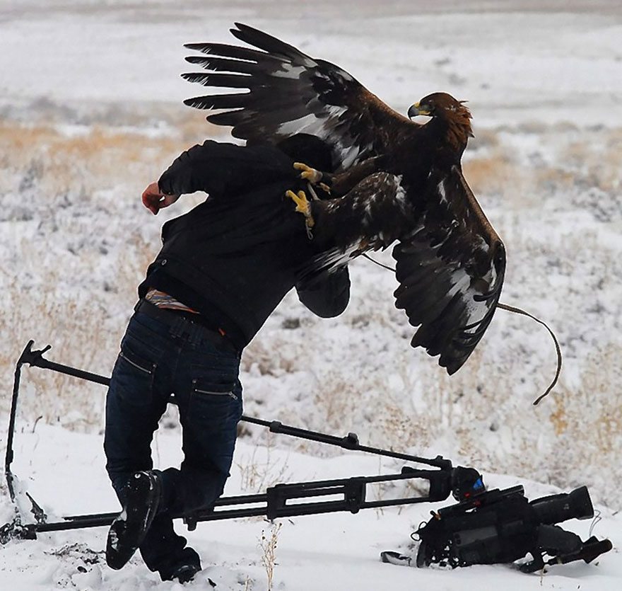 eagle-attacking-cameraman
