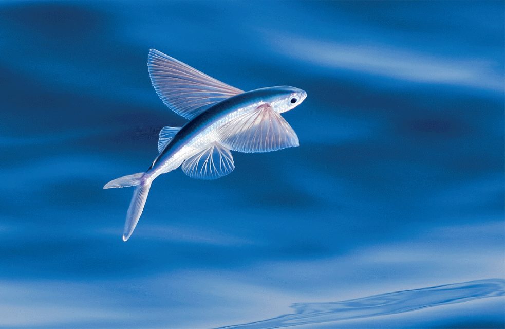 flying-fish-1