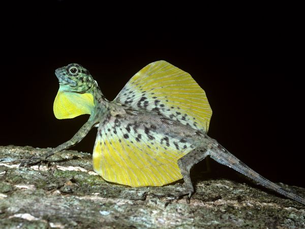 flying-lizard