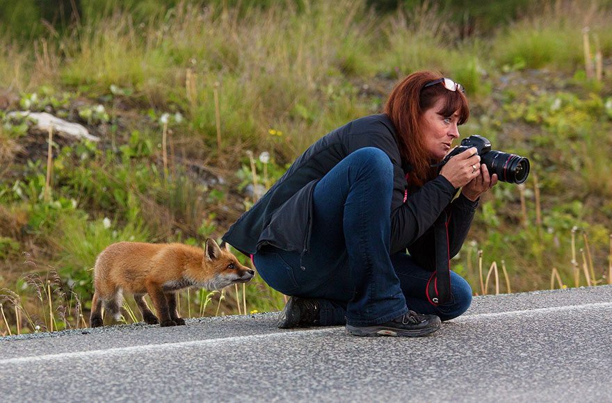 fox-smelling-photographer
