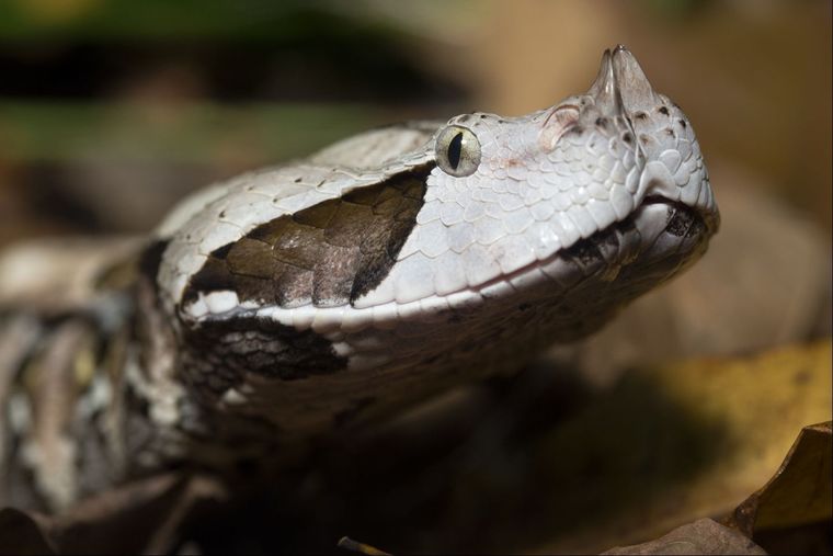 gaboon-viper