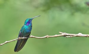 green-violetear
