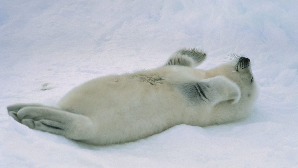 harp-seals-2