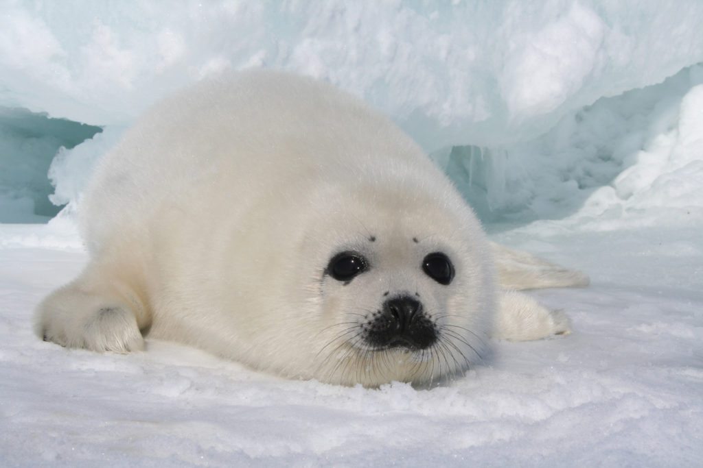 harp-seals-featured