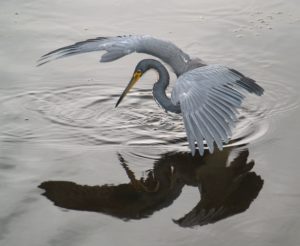 heron