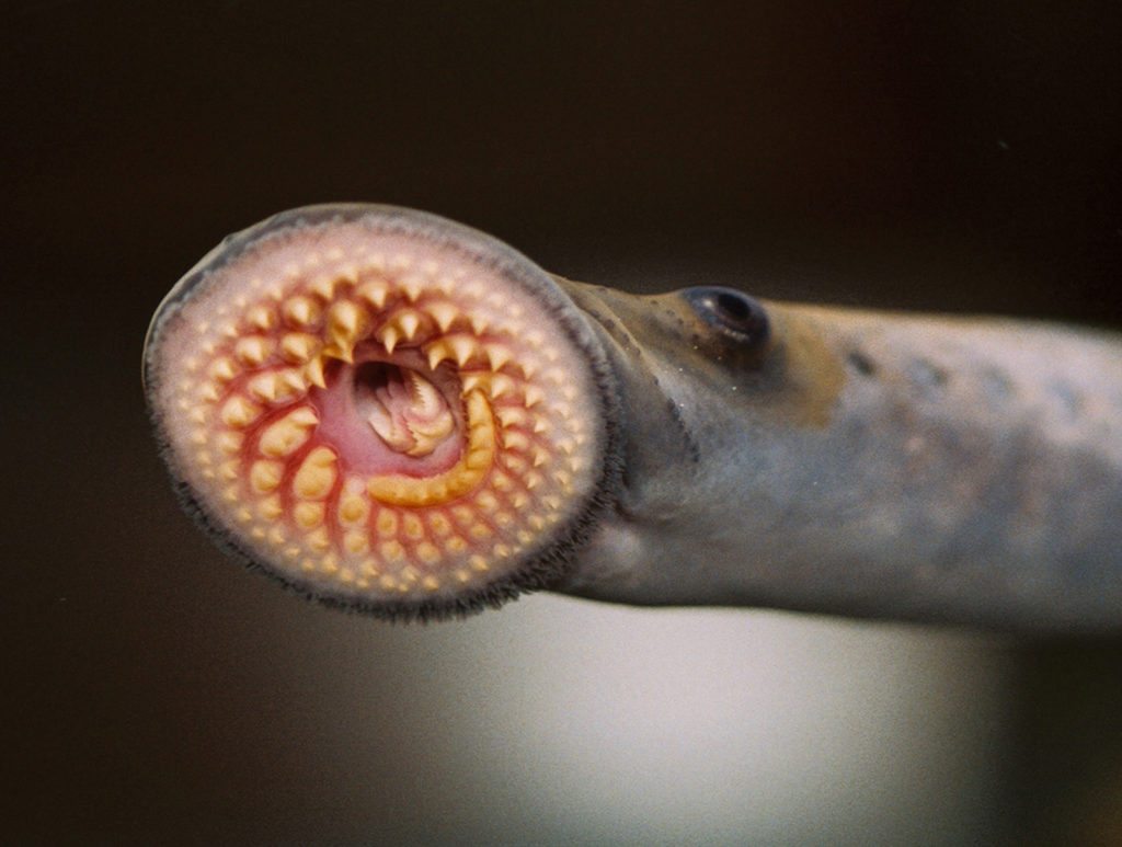 lamprey-featured
