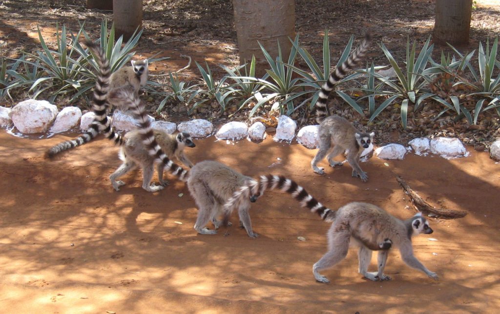 lemurs-on-ground