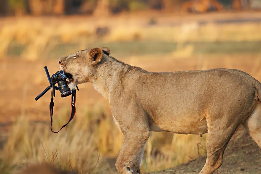 lion-stealing-camera