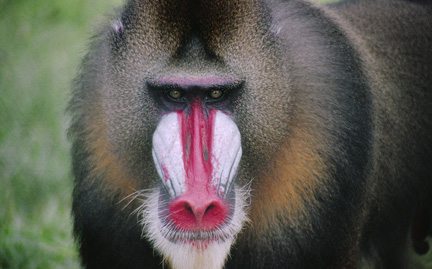 mandrill