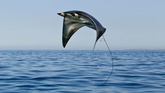 mobula-ray