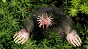 mole