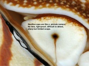nautilus-eye
