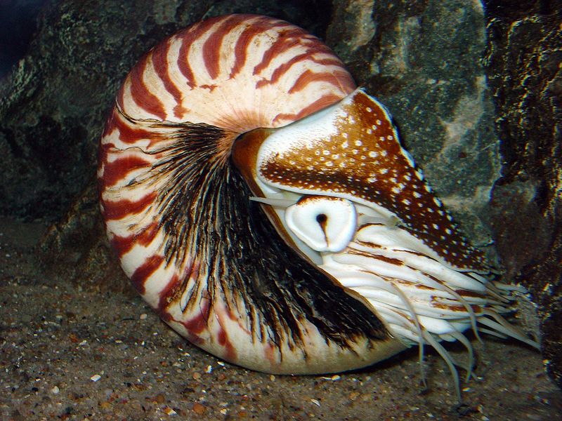 nautilus