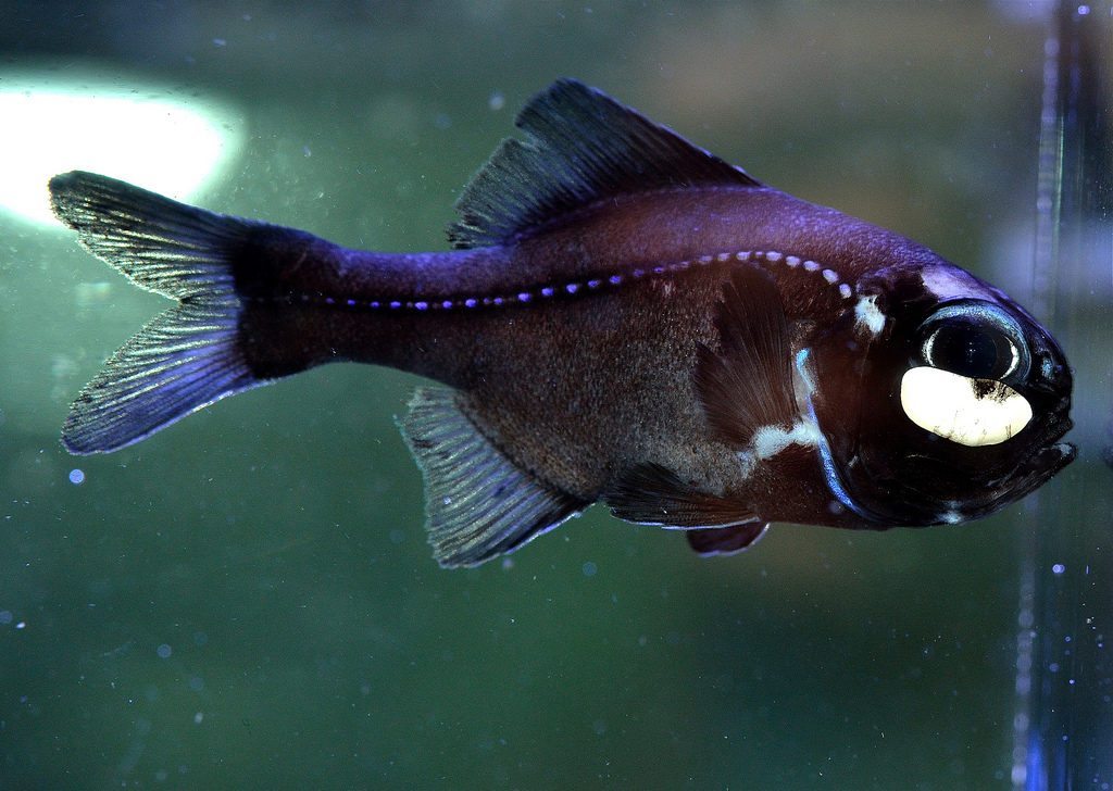 one-fin-flashlight-fish