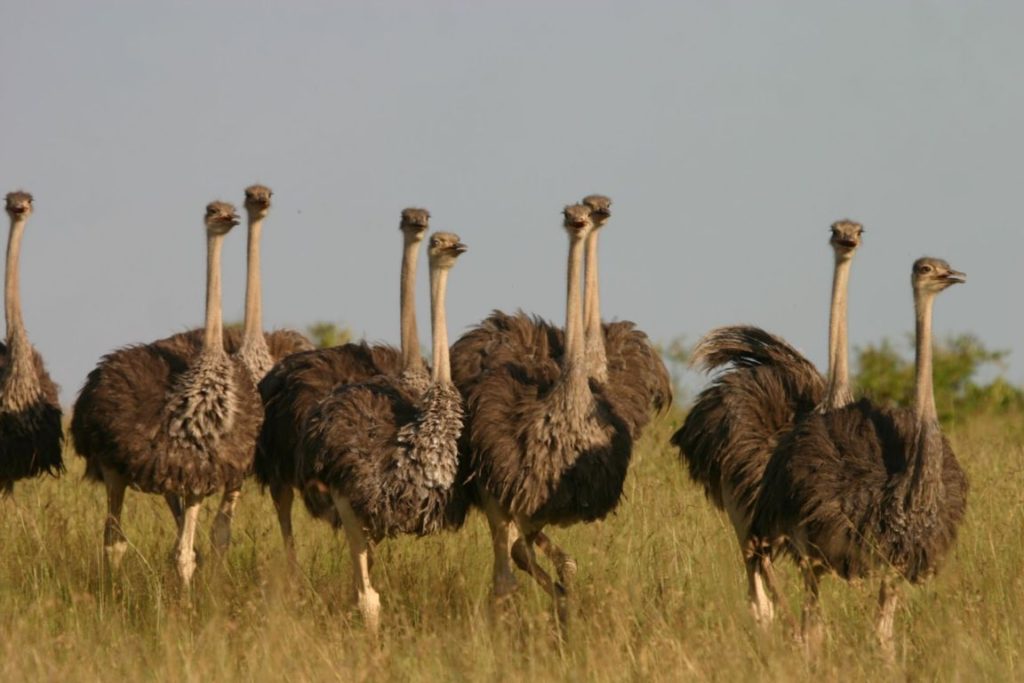ostriches