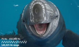 porpoise-hearing-range