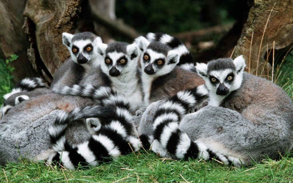 ring-tailed-lemur-featured
