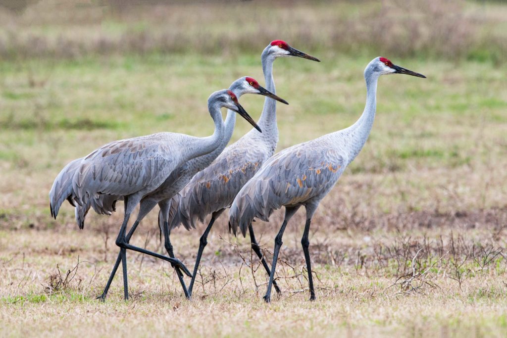 sandhill-crane