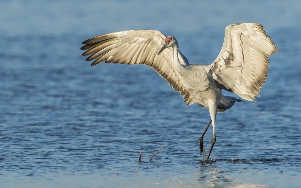 sandhill-crane