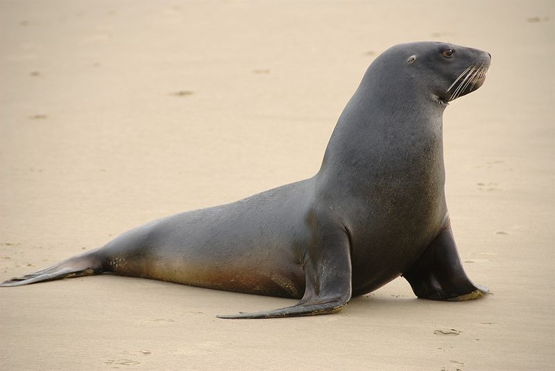 sea-lion