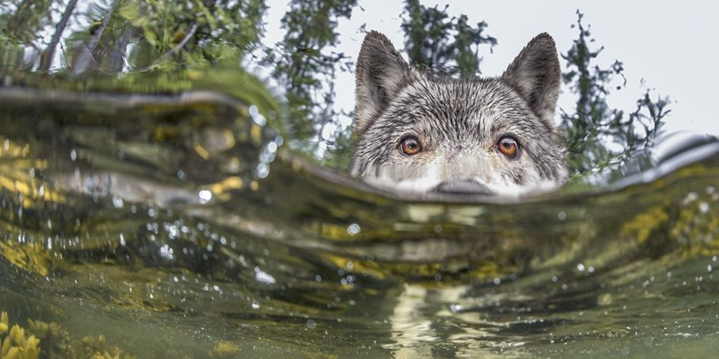sea-wolves-catch-of-the-day