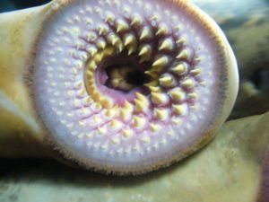 secret-of-suction-lamprey