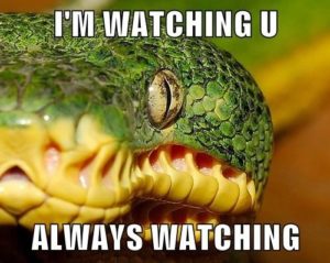 Snakes cannot blink – each is protect by a clear scale 