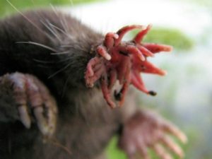 star-nosed-mole