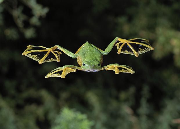 tree-frog