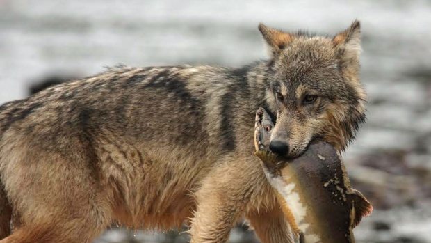wolf-salmon