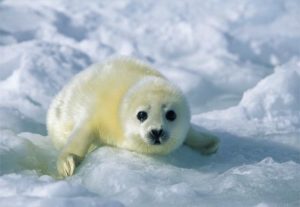 yellow-harp-seal