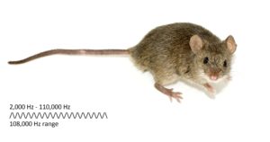 mouse-hearing-range