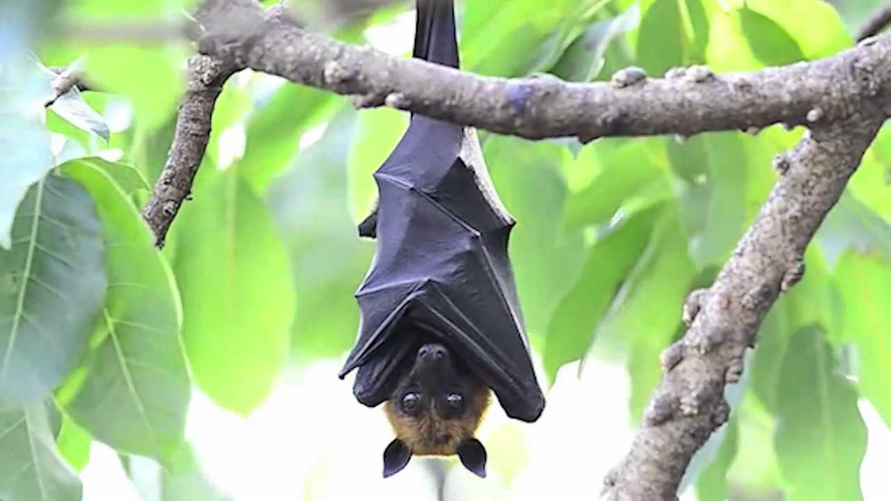 bat-1